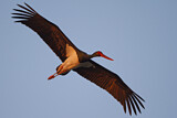 Image. Black Stork
