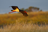 Image. Black Stork