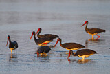 Image. Black Stork