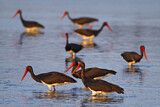 Image. Black Stork