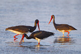 Image. Black Stork