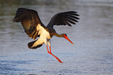 Image. Black Stork
