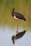 Image. Black Stork