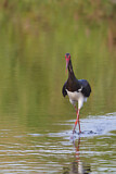 Image. Black Stork