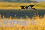 Image. Black Stork