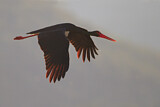 Image. Black Stork