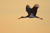 Image. Black Stork