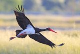 Image. Black Stork