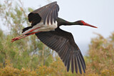Image. Black Stork