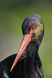 Image. Black Stork