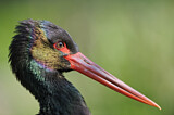 Image. Black Stork