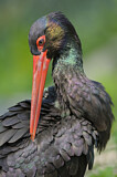 Image. Black Stork