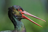Image. Black Stork