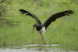 Image. Black Stork