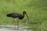 Image. Black Stork