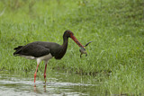 Image. Black Stork