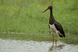 Image. Black Stork