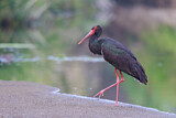 Image. Black Stork