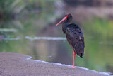 Image. Black Stork