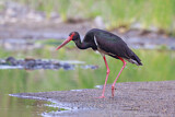 Image. Black Stork