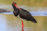 Image. Black Stork