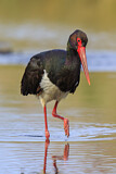 Image. Black Stork
