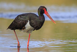 Image. Black Stork