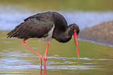 Image. Black Stork