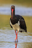 Image. Black Stork