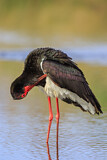 Image. Black Stork