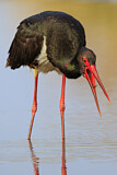 Image. Black Stork