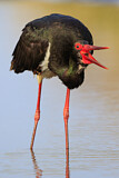 Image. Black Stork