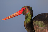 Image. Black Stork