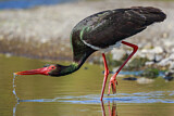 Image. Black Stork