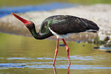 Image. Black Stork