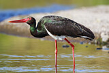 Image. Black Stork