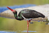 Image. Black Stork