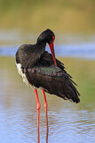 Image. Black Stork