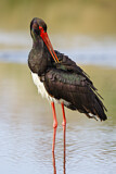 Image. Black Stork
