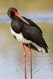 Image. Black Stork