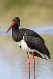 Image. Black Stork