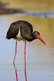Image. Black Stork