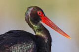 Image. Black Stork