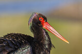 Image. Black Stork
