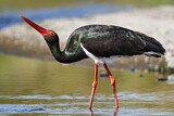 Image. Black Stork
