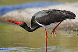 Image. Black Stork