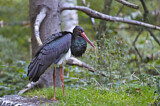 Image. Black Stork