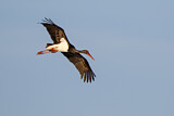 Image. Black Stork