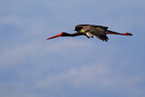 Image. Black Stork