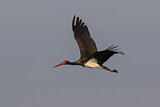 Image. Black Stork